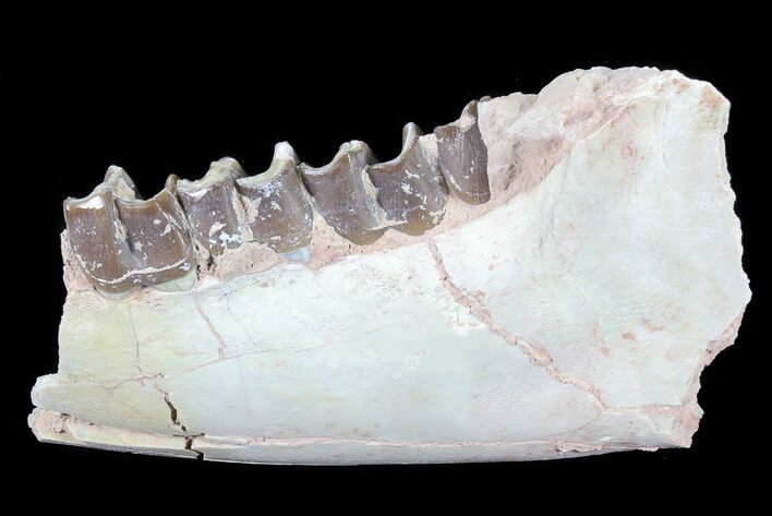 Hyracodon (Running Rhino) Jaw Section - South Dakota #81567